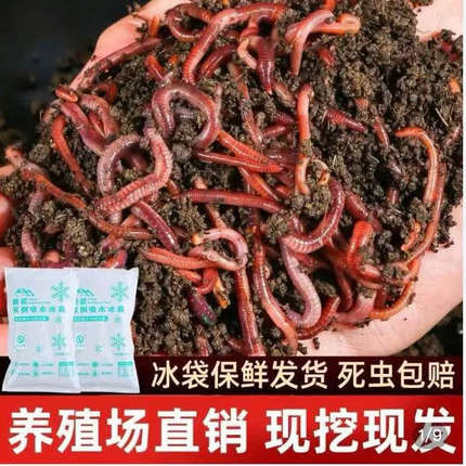 钓鱼活饵蚯蚓盒装鲜活红蚯蚓鲫鱼鲤鱼草鱼垂钓鱼饵料大号散装野钓