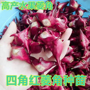 绿植水生植物四角红菱角种子苗高产两角老红棱角种黑凌角种子包邮