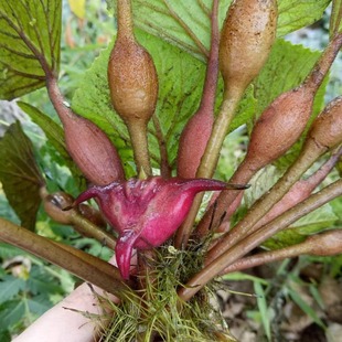 四角红菱角老红棱角种苗 凌角河南菱角种子1棵