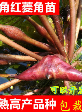 两角老红棱角种水生植物四角红菱角种子苗  黑青凌角种子绿植包邮