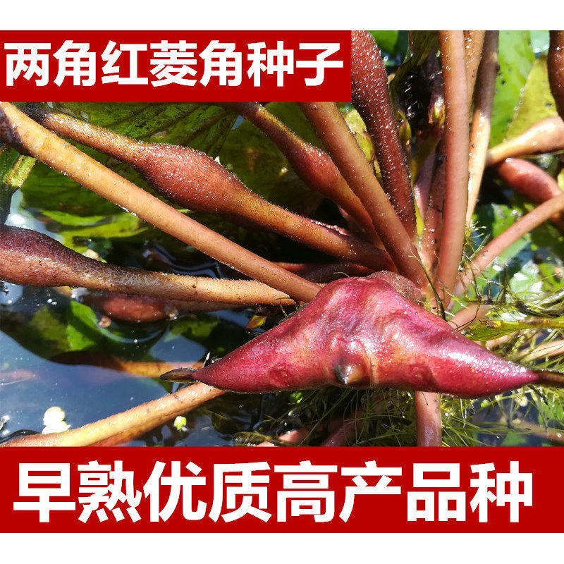 池塘水生植物四角红菱角种子苗高产两角老红棱角种黑凌角种子绿植