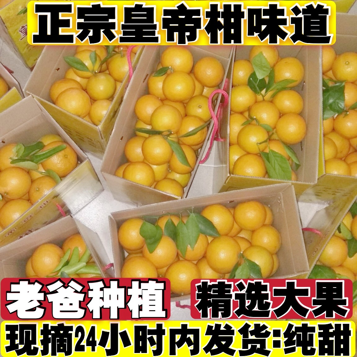 正宗皇帝柑广东皇帝柑韶关新鲜水果包邮丹霞贡柑黄帝柑孕妇水果,水产肉类/新鲜蔬果/熟食,桔子,淘宝优惠券,粉丝福利购,淘宝优惠卷