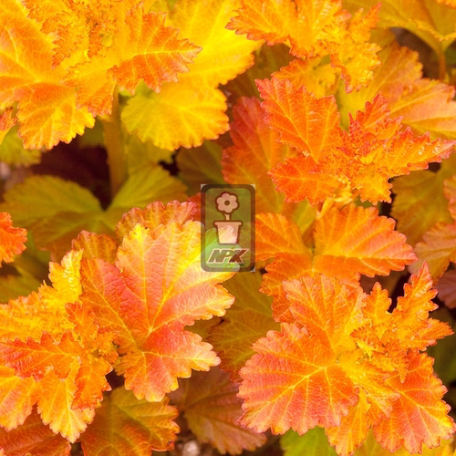 风箱果 琥珀庆典 花灌木 耐寒花园植物  万花镜