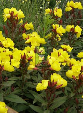 四棱月见草 烟花 'Fireworks' 多年宿根 耐寒花园植物  万花镜