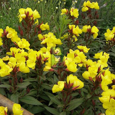 四棱月见草 烟花 'Fireworks' 多年宿根 耐寒花园植物  万花镜