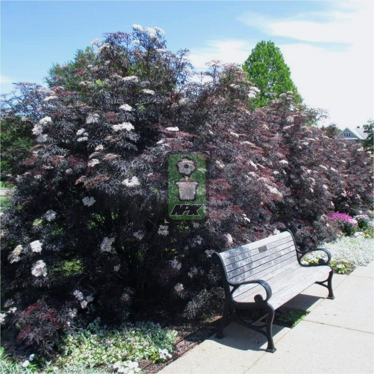 接骨木 黑色蕾丝  'Black Lace'花灌木 耐寒花园植物  万花镜