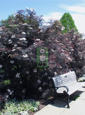 接骨木 黑色蕾丝  'Black Lace'花灌木 耐寒花园植物  万花镜