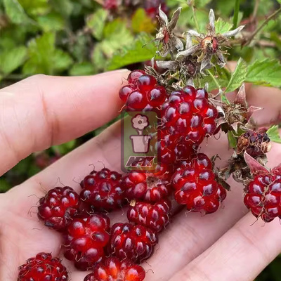 金叶茅莓 阳光普照Sunshine Spreuder  耐寒花园植物  万花镜