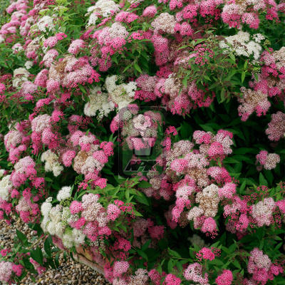 绣线菊 源平绣线菊 花灌木 耐寒花园植物  万花镜