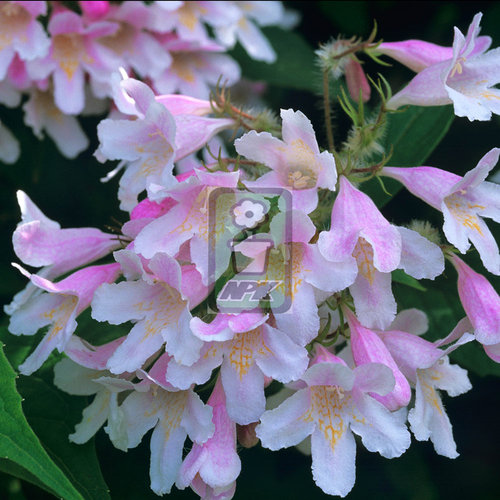 猬实 粉色云朵 “pink cloud”  花灌木 耐寒花园植物  万花镜
