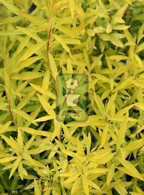 黄金闪烁 珍珠绣线菊或喷雪花 花灌木 耐寒花园植物  万花镜