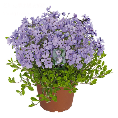 匍匐福禄考 舍伍德紫'Sherwood Purple'  多年宿根 耐寒花园植物