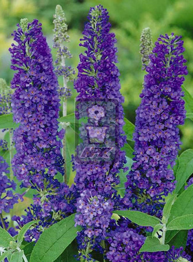 醉鱼草 蓝色阿多尼斯 花灌木 耐寒花园植物  万花镜