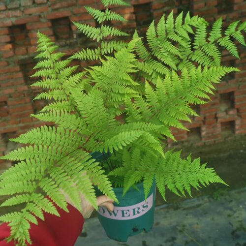 蹄盖蕨  羽毛   耐寒蕨 多年宿根 耐寒花园植物  万花镜