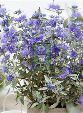 银叶蓝花莸  纯银  Sterling Silver  花灌木 耐寒花园植物