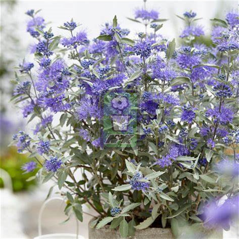 银叶蓝花莸  纯银  Sterling Silver  花灌木 耐寒花园植物