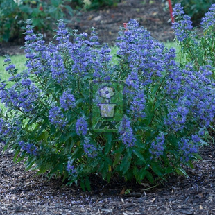 蓝花莸 天空之蓝 'Heavenly Blue' 花灌木 耐寒花园植物 万花镜