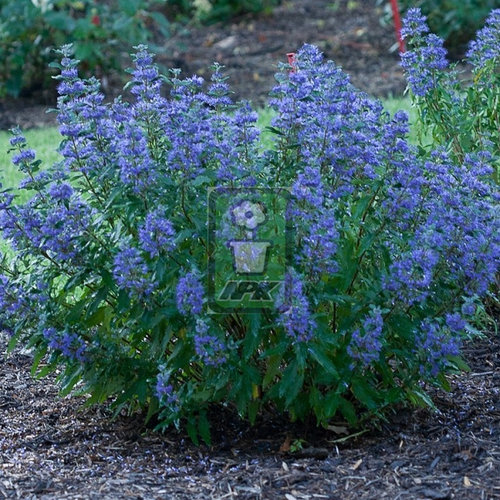 蓝花莸 天空之蓝 'Heavenly Blue'  花灌木 耐寒花园植物  万花镜