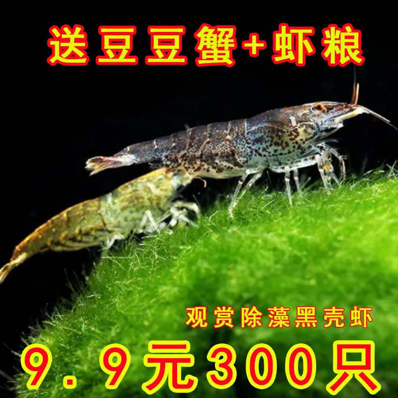 送小螃蟹300只特价黑壳虾除藻