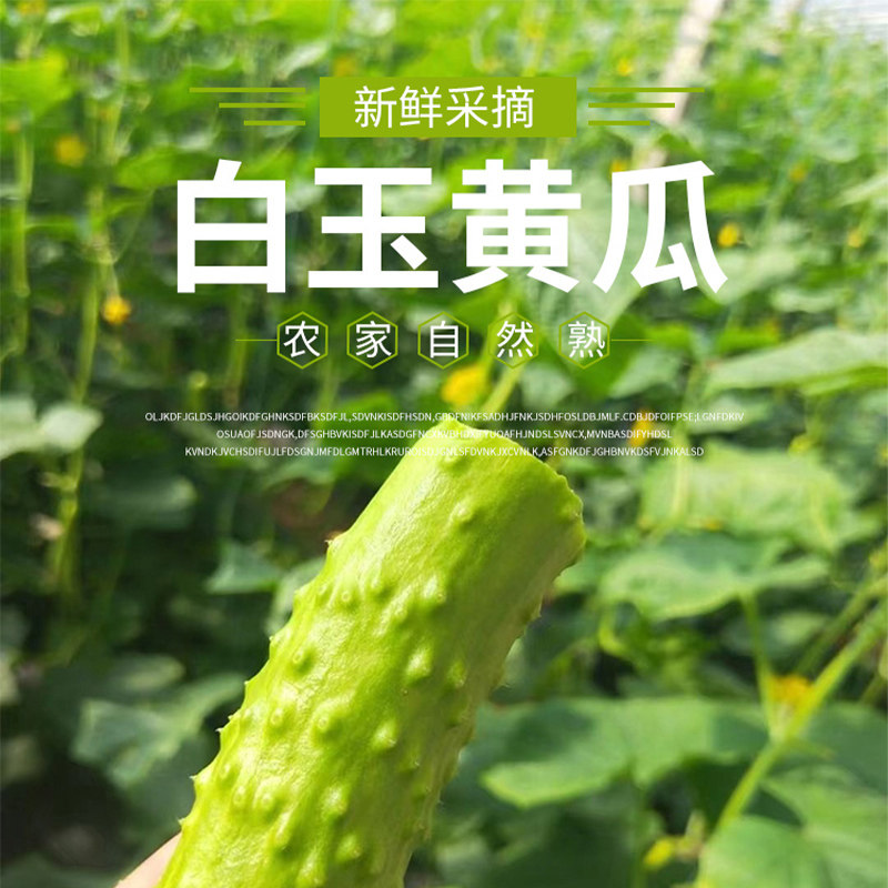 正宗海阳白玉黄瓜新鲜现摘脆嫩水果黄瓜生吃代餐绿色蔬菜包邮5斤