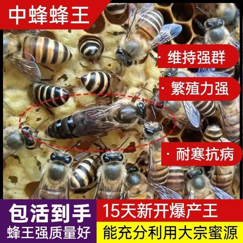 中锋蜂王中华四川蜜蜂野外金环野生神奇中意全套虎头食用