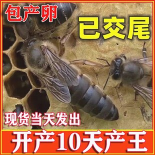 中蜂蜂王种王土蜂产卵王高产阿坝双色生产王广西蜜蜂活体开产新王