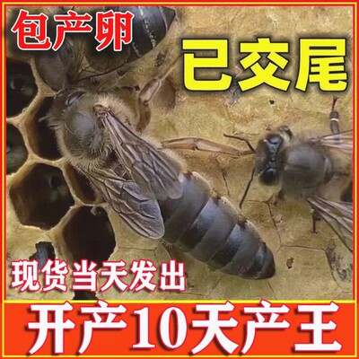 中蜂蜂王种王土蜂产卵王高产阿坝双色生产王广西蜜蜂活体开产新王