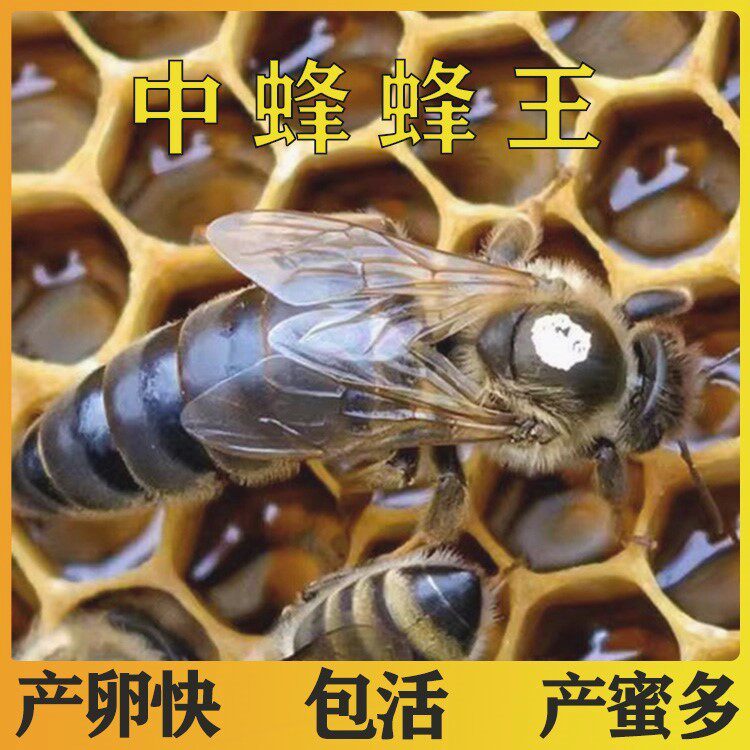 产卵王阿坝纯种开产新王广西强群授粉蜂
