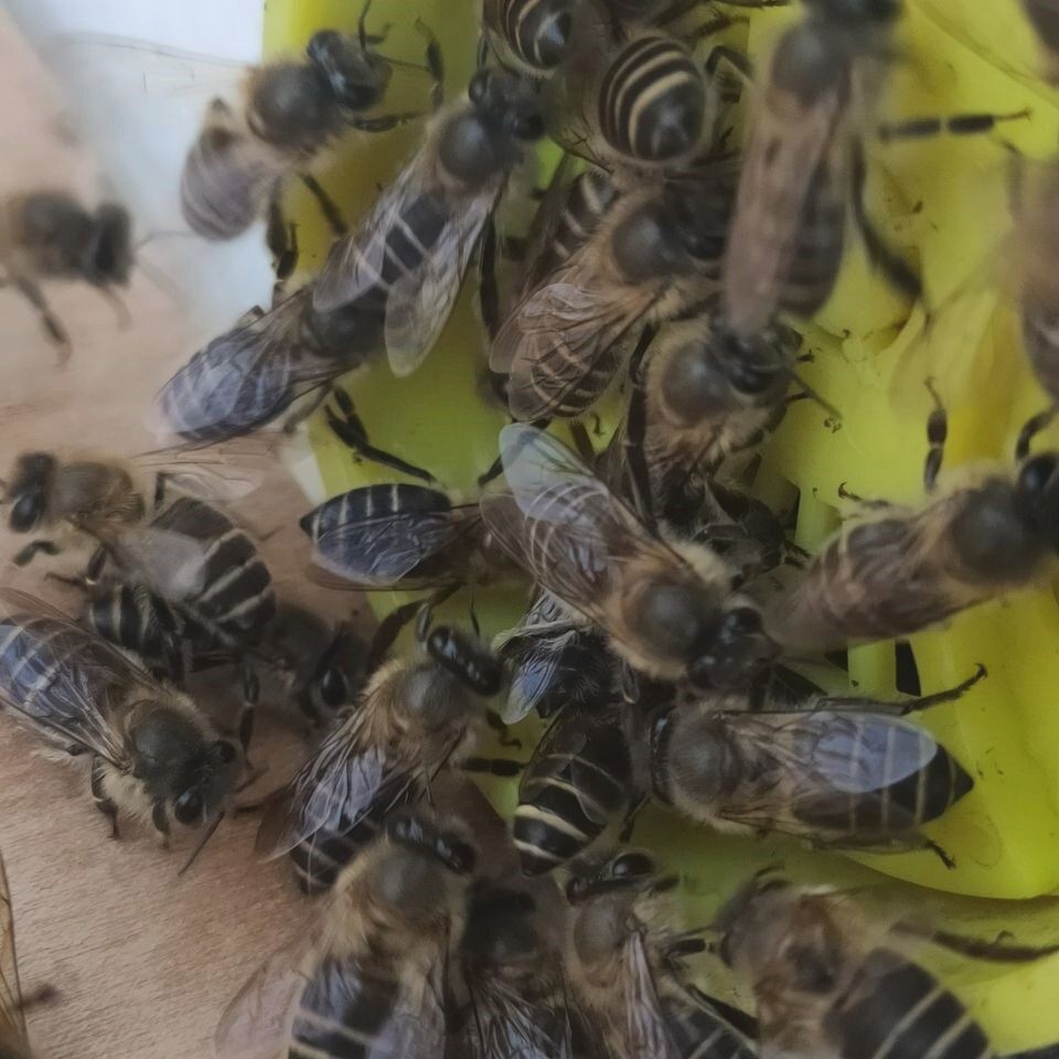 四川阿坝蜜蜂王黑美人蜂源种王开产王处女王蜂场基地直发包活包邮