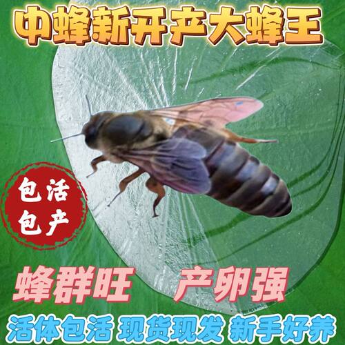 [新款中蜂蜂王]中蜂开产王产卵蜂王蜜蜂种王四川蜂王阿坝杂交王