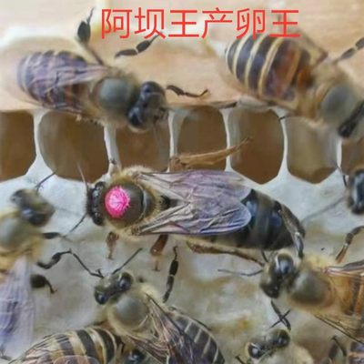 活体蜜蜂活群中蜂群蜂带王整箱带子脾高产黑王中蜂蜂王土蜂群出售