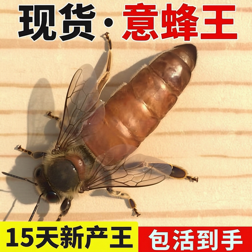 意蜂蜂王出售开产王交尾东北王意生产产子新王产卵成品带子意蜂王