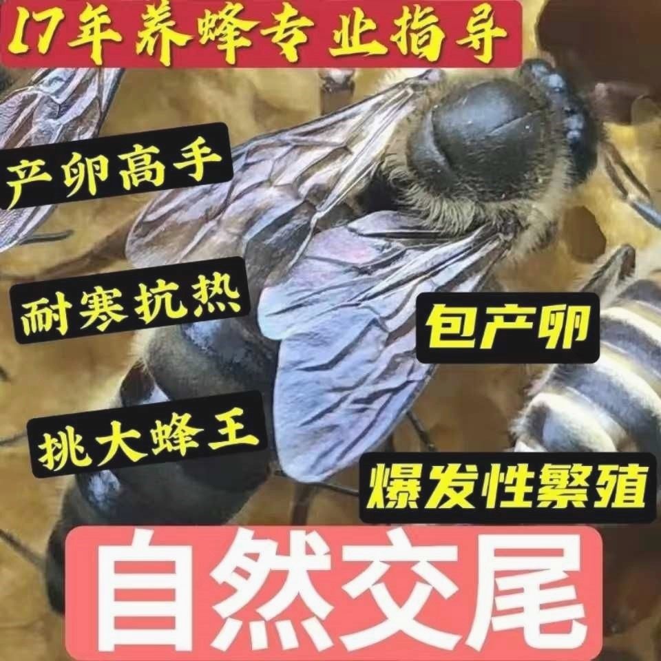 四川阿坝蜂王交尾成功中蜂开产王种王纯产卵王大头广西黑色爆产王