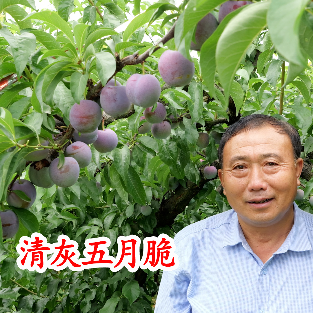 清灰五月脆李子树苗2025新品种
