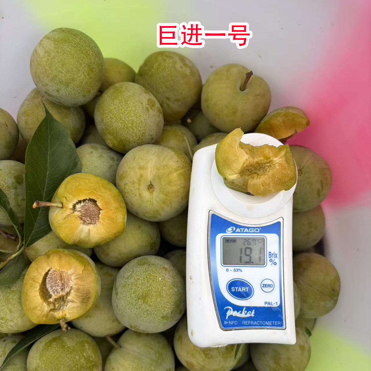 巨进一号李子四川脱骨脆李