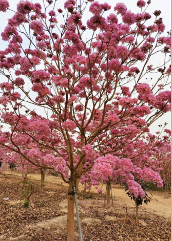 紫花风铃树苗庭院小区风景观赏树黄台湾嫁接多花绣球紫花风铃木苗