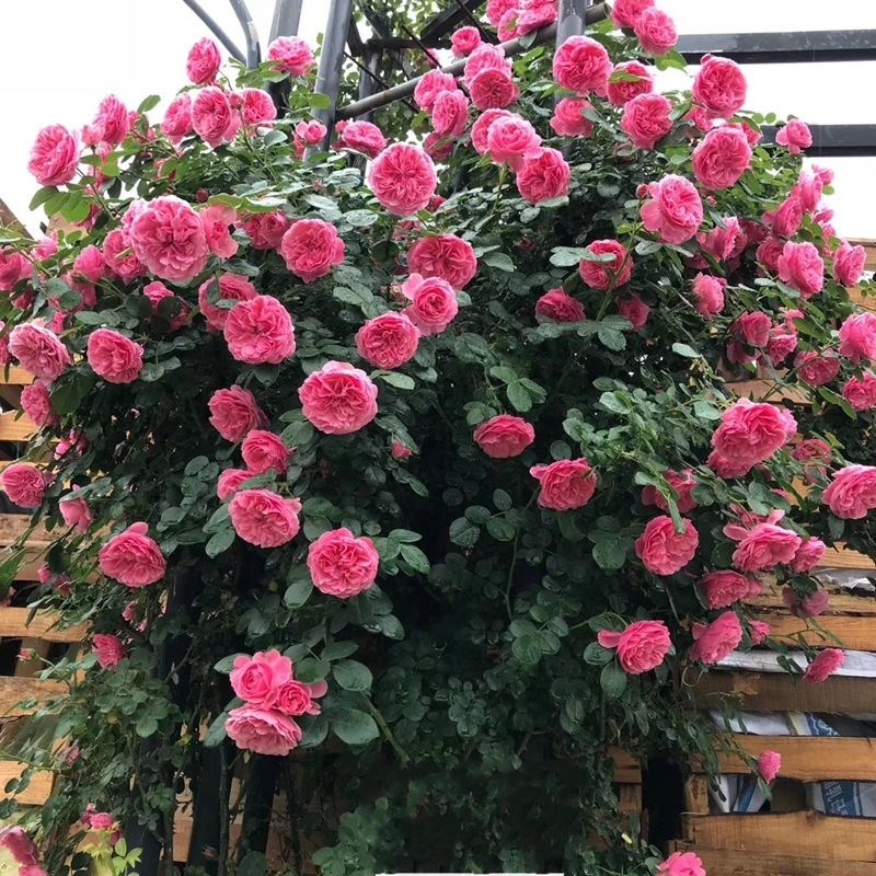 蔷薇花苗藤本月季龙沙宝石爬藤四