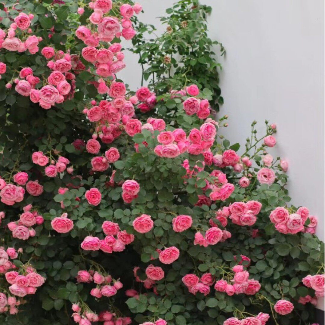 中苗爬藤月季多季节浓香大花藤本月季花苗蔷薇花庭院耐寒花园绿植