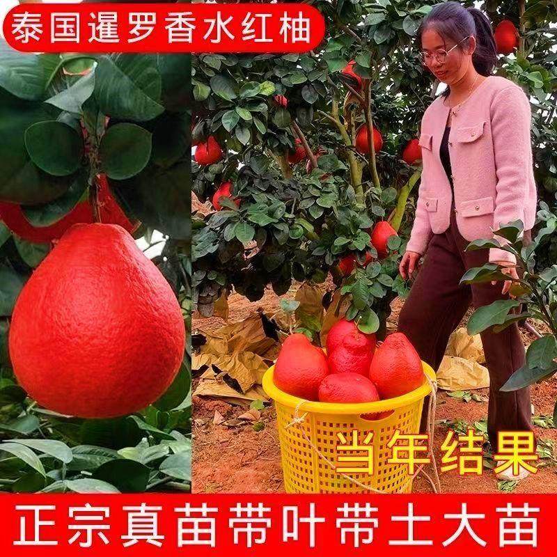 顺丰包邮/泰国暹罗红柚现挖现发带土发货特大柚子树新品种红心果