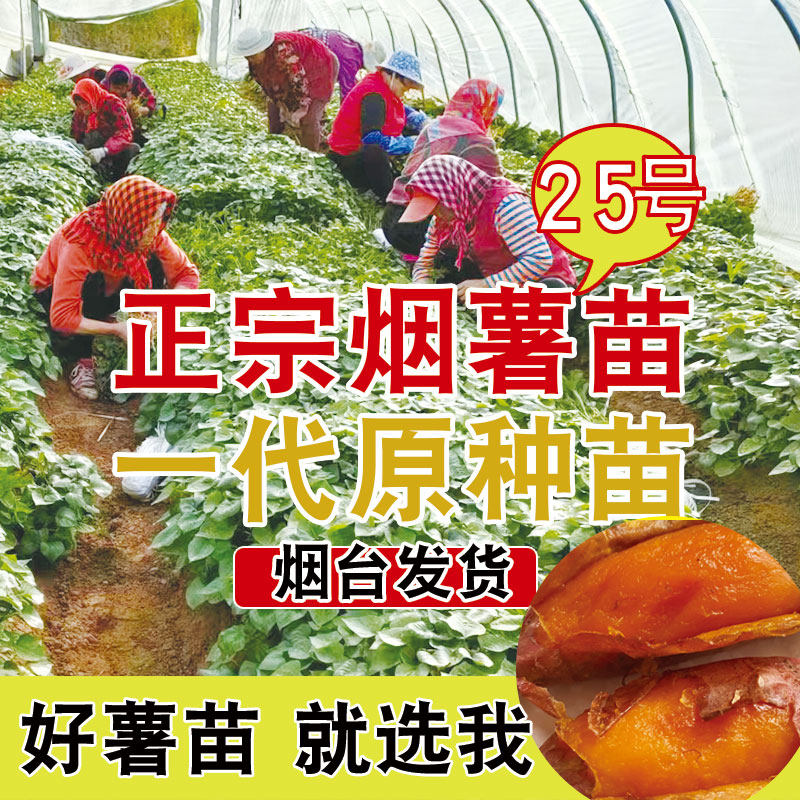 烟薯25号苗红薯苗子山东地瓜糖心农科院蜜薯苗脱毒29号苗高产藤种