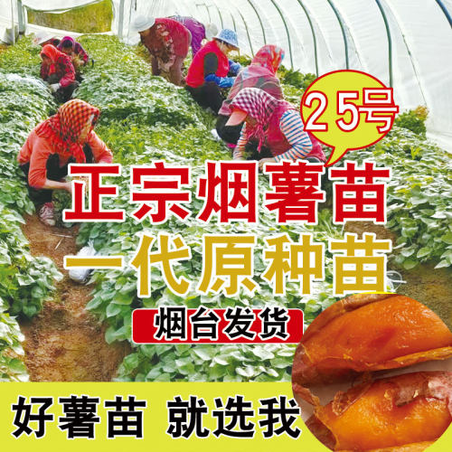 烟薯25号苗红薯苗子山东地瓜糖心农科院蜜薯苗脱毒29号苗高产藤种