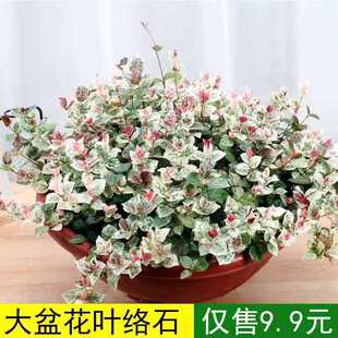 花叶络石盆栽阳台庭院好养植物五彩花卉室内彩叶垂吊黄金络石藤苗