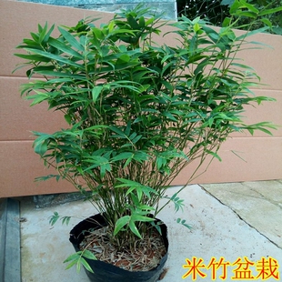 米竹苗盆景竹子凤尾竹观音竹观赏竹子庭院小型米竹盆栽