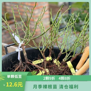 月季 裸根苗庭院阳台观赏花卉植物可盆栽地栽扦插嫁枝接苗 冬季