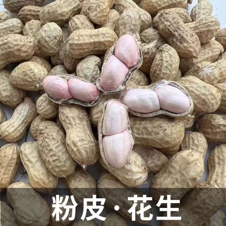 新鲜花生带泥花生湿花生农家自种嫩花生可水煮花生粉皮花生带壳