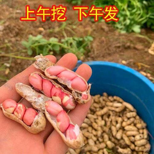 新鲜带壳湿花生农家自种红皮粉皮湿花生当季生花生嫩花生可水煮