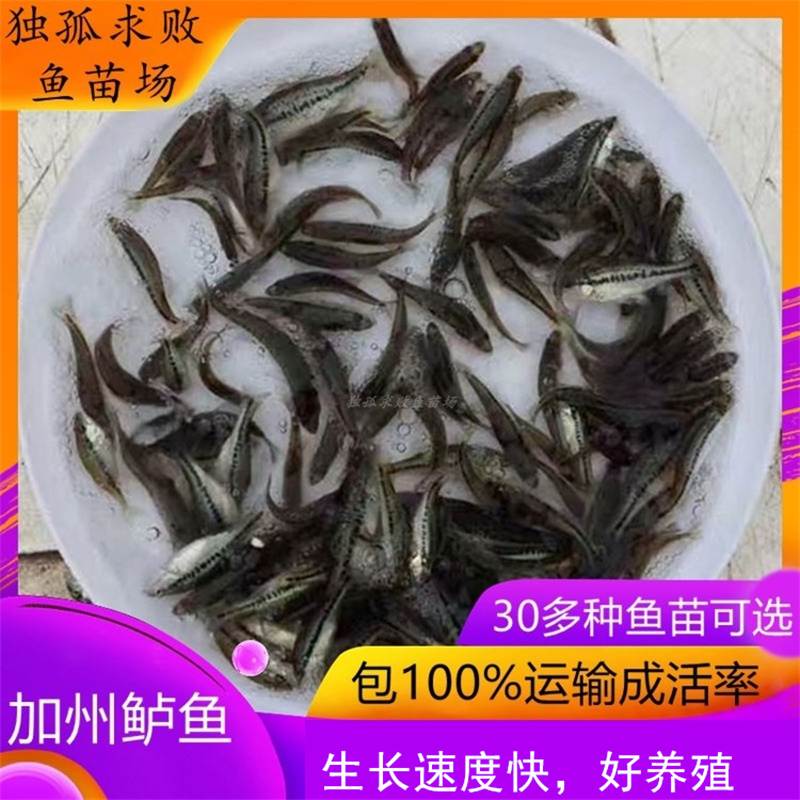 加州鲈鱼苗大口鲈鱼淡水养殖活体