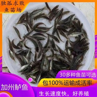 加州鲈鱼苗大口鲈鱼淡水养殖活体路亚鱼凶猛鱼优鲈1号鱼