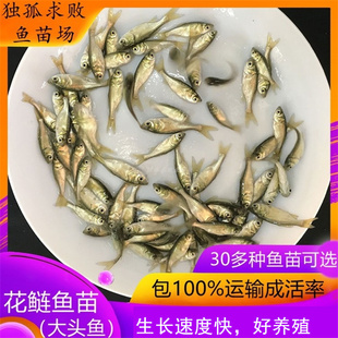 花鲢鱼苗大头鱼苗  胖头鱼苗鳙鱼苗雄鱼  淡水活体养殖四大家鱼苗