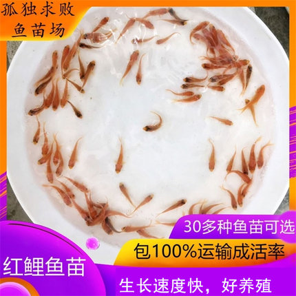 红鲤鱼淡水养殖好养活体观赏四大家鱼小型红鲤鱼食用冷水饲料鱼苗